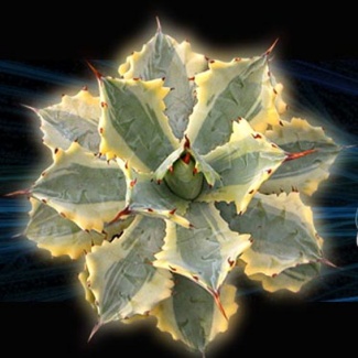 agave_variegata