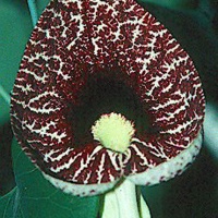 Piante