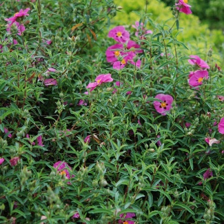cistus