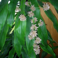 Dracaena