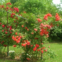 Giardini