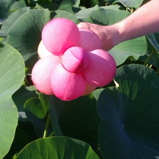 fior di loto