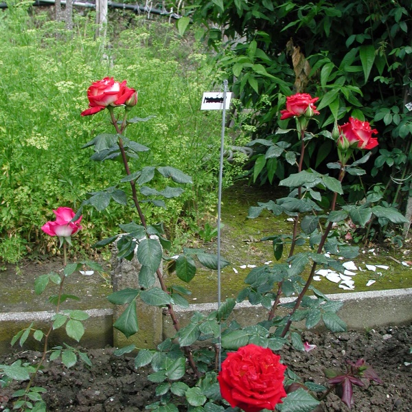 fiore rosso