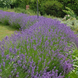 lavanda hidcote blue