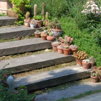 piante_grasse