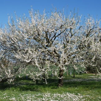 prugno ciliegio
