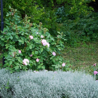 rosa alfred de dalmas