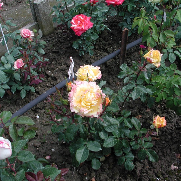 rosa gialla