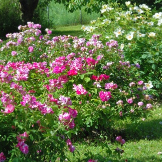 rosa mundi