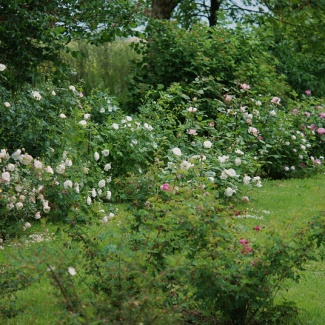 rose antiche