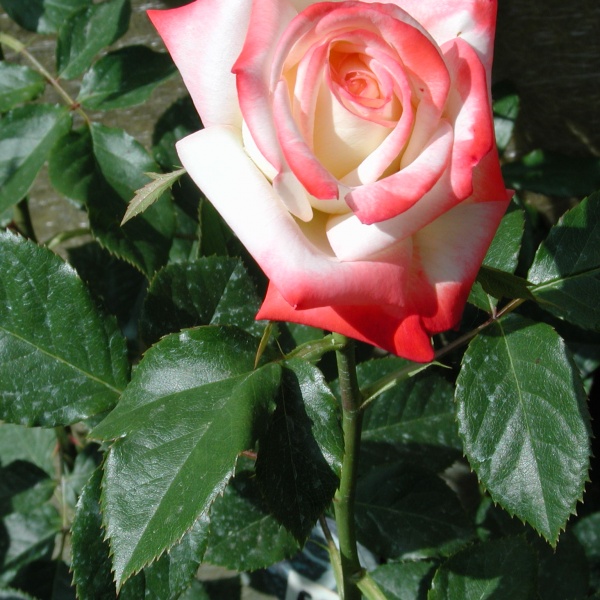 rossore